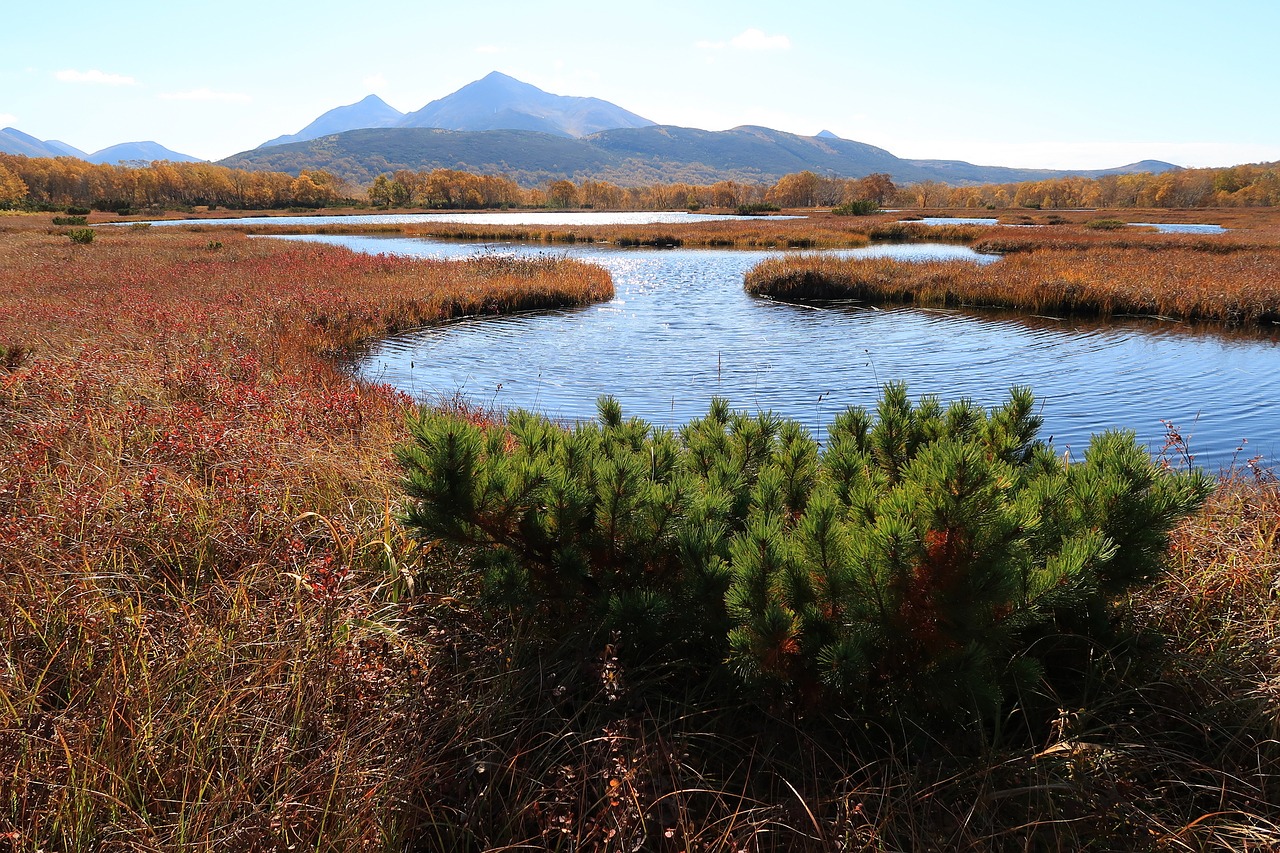 Image - autumn lake forest tundra swamp