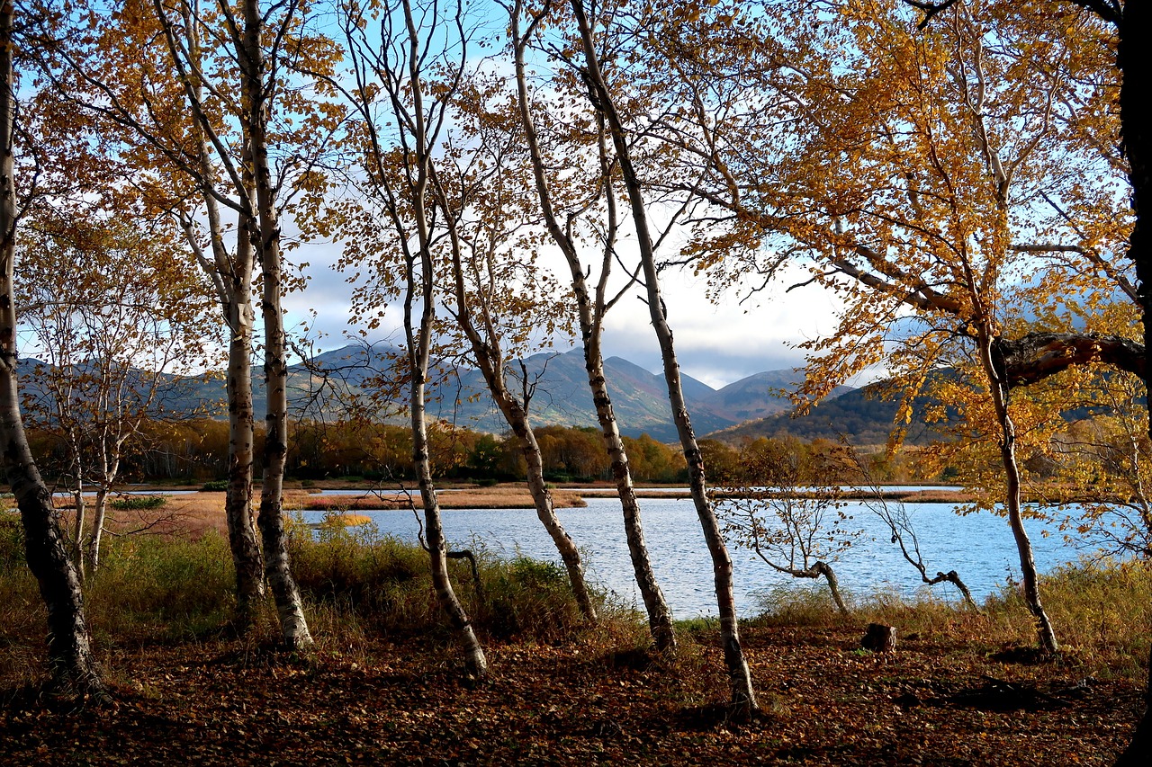 Image - lake forest autumn birch nature