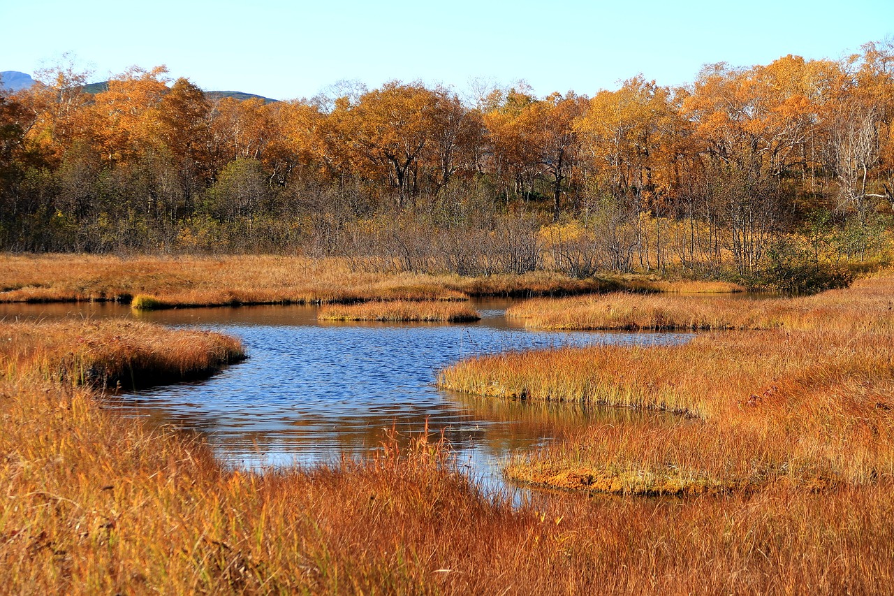 Image - autumn lake forest tundra swamp