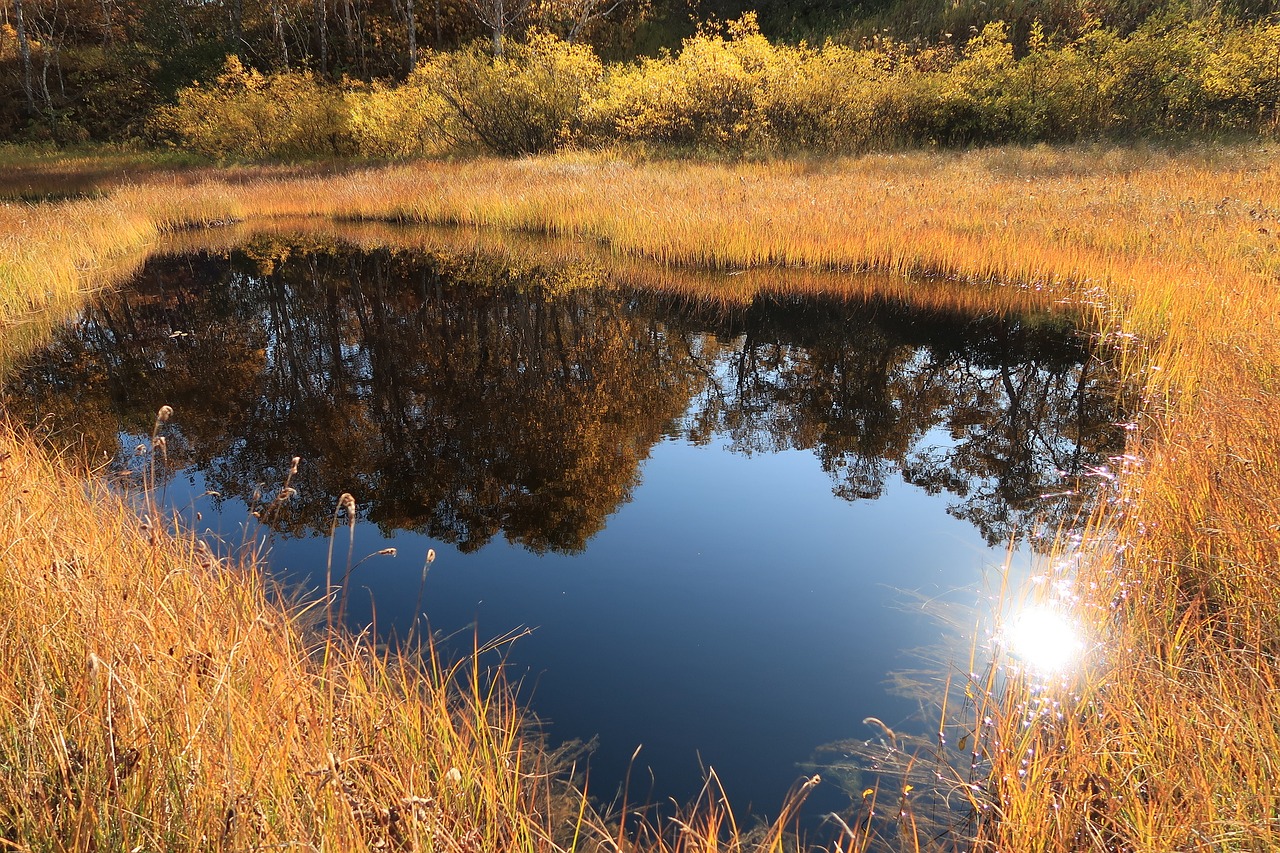 Image - autumn lake forest tundra swamp