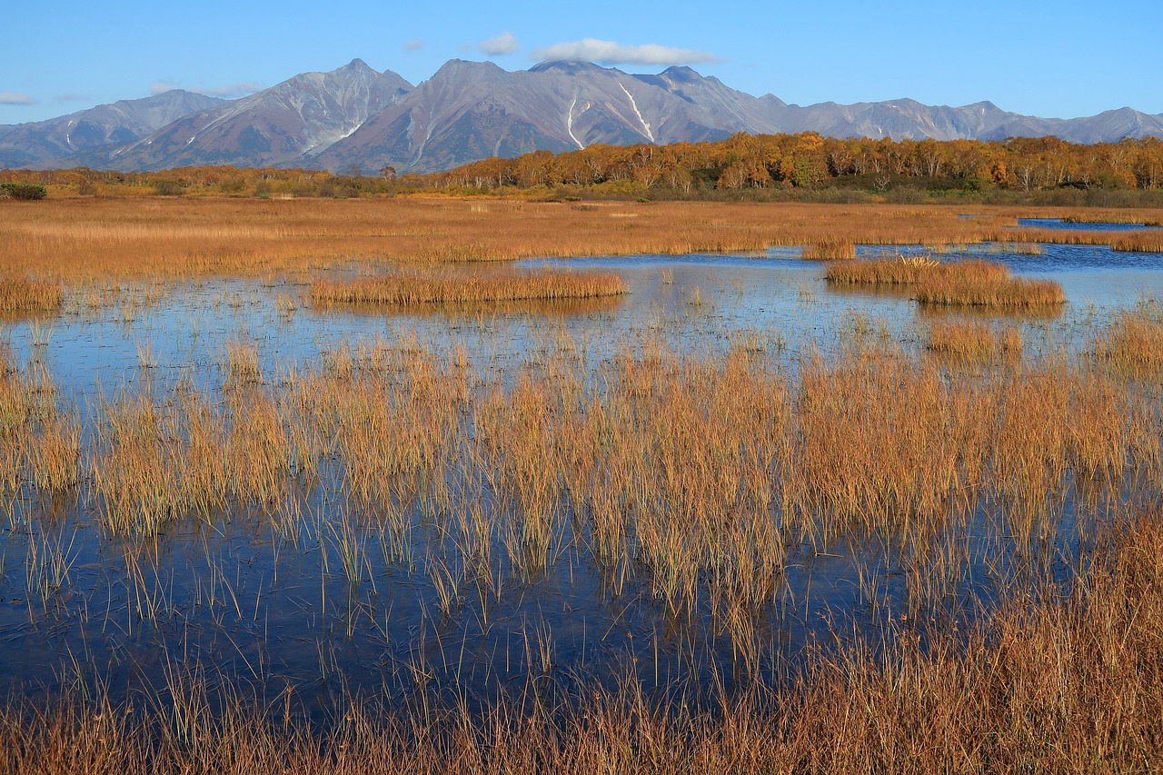 Image - autumn lake forest tundra swamp