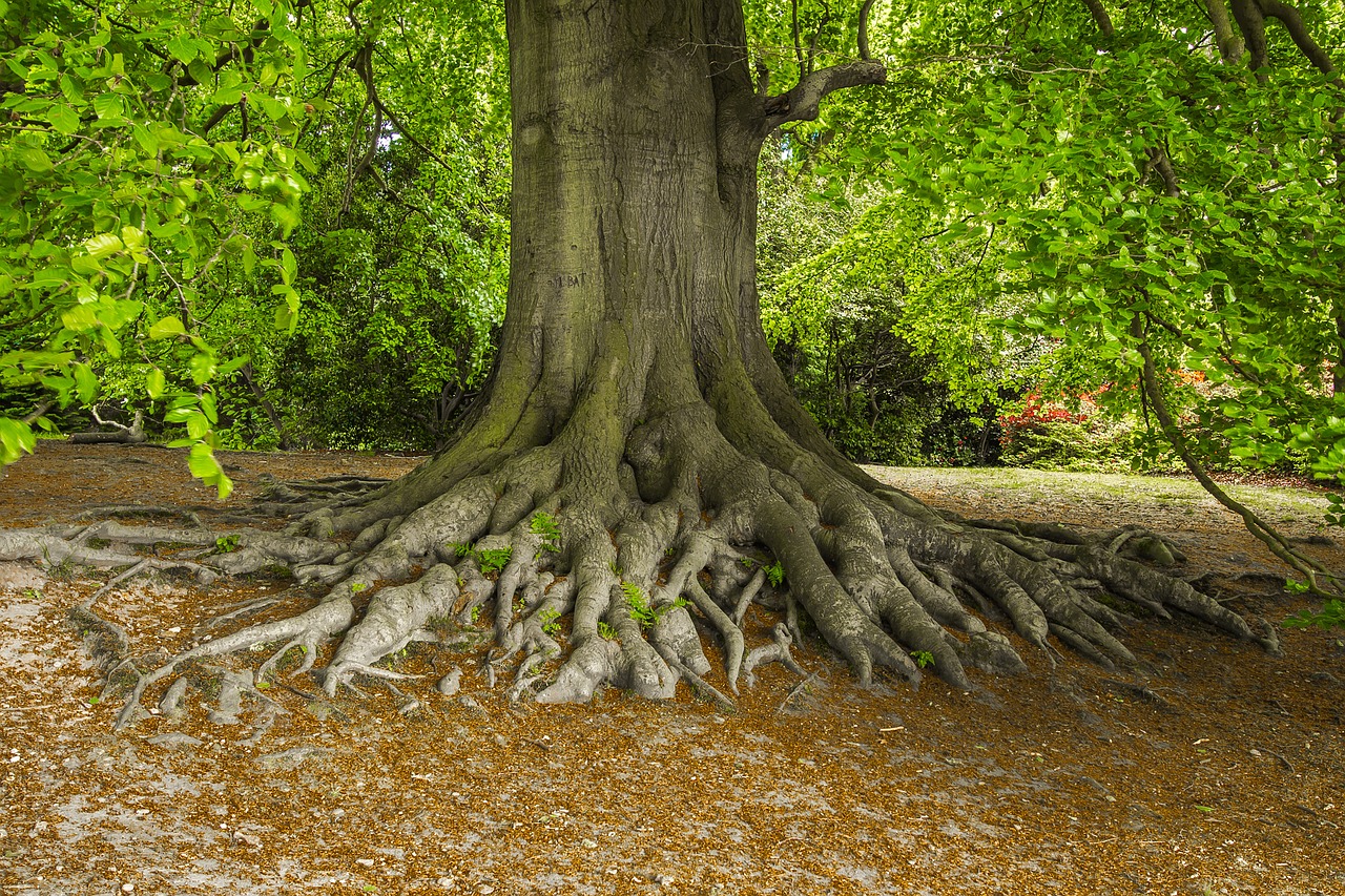 Image - tree nature old park