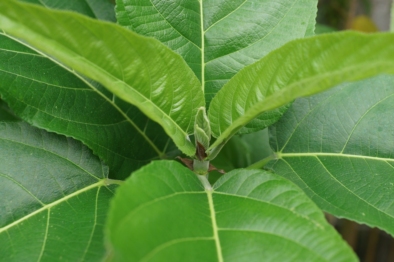Image - young leaves growth survival pride