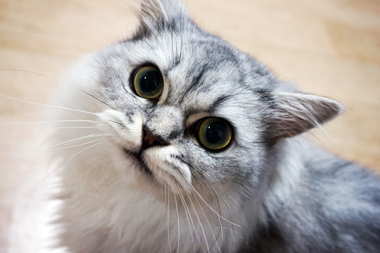 Image - cat animal pet white cat meow