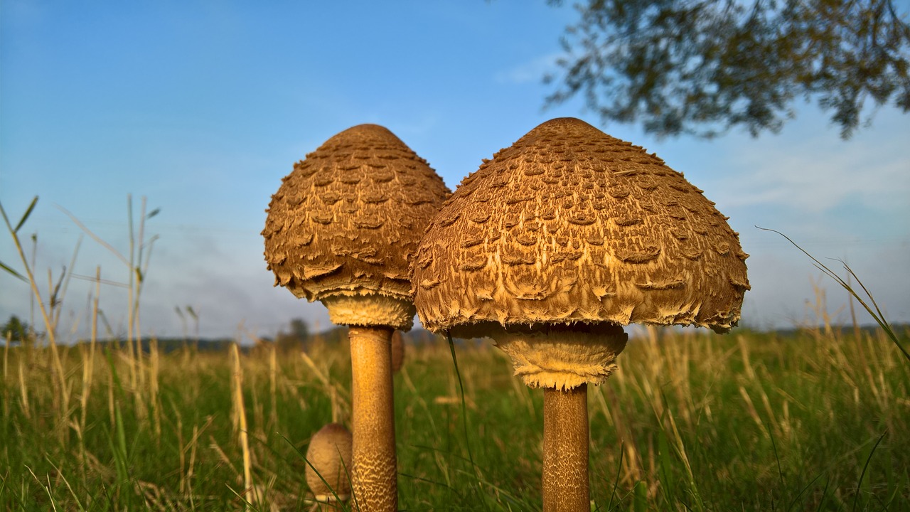 Image - mushrooms nature meadow sky