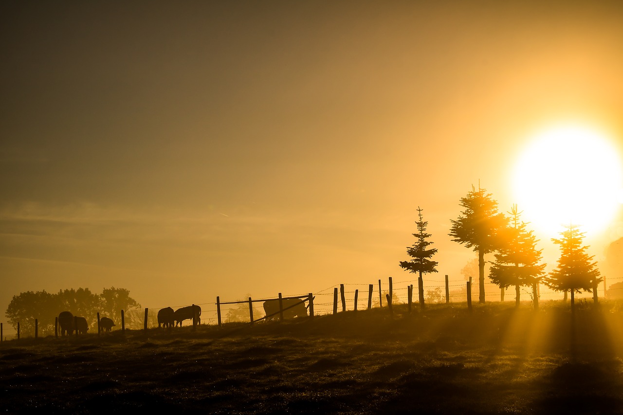 Image - sunrise morning light morning