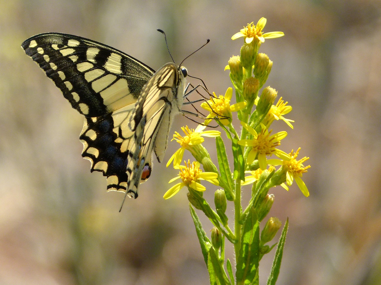 Image - butterfly libar wild flower machaon