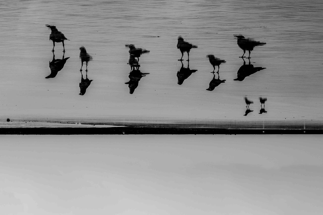 Image - crow photography bird black