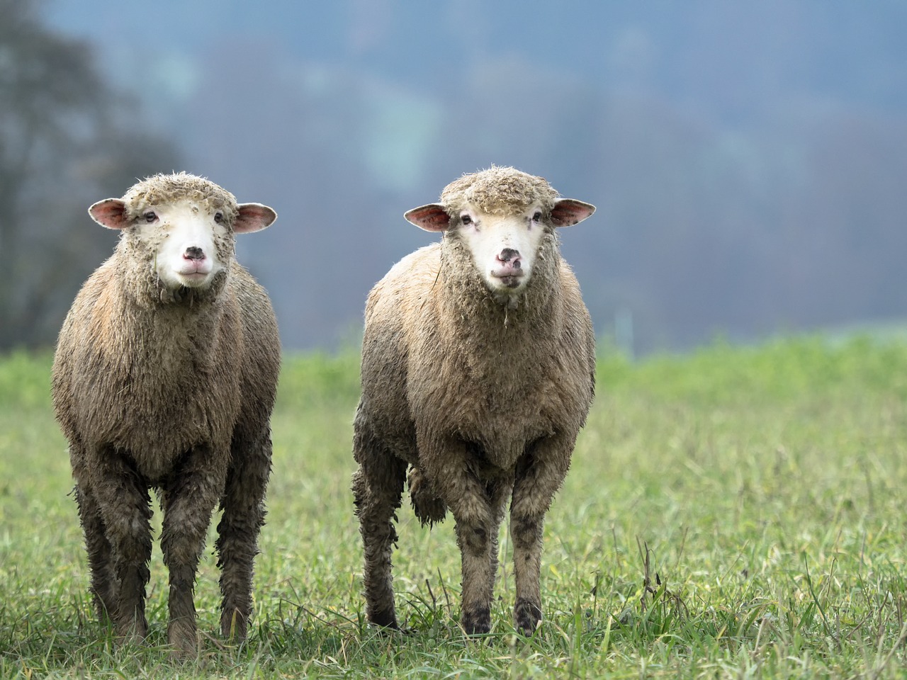 Image - sheep animal twin wool nature