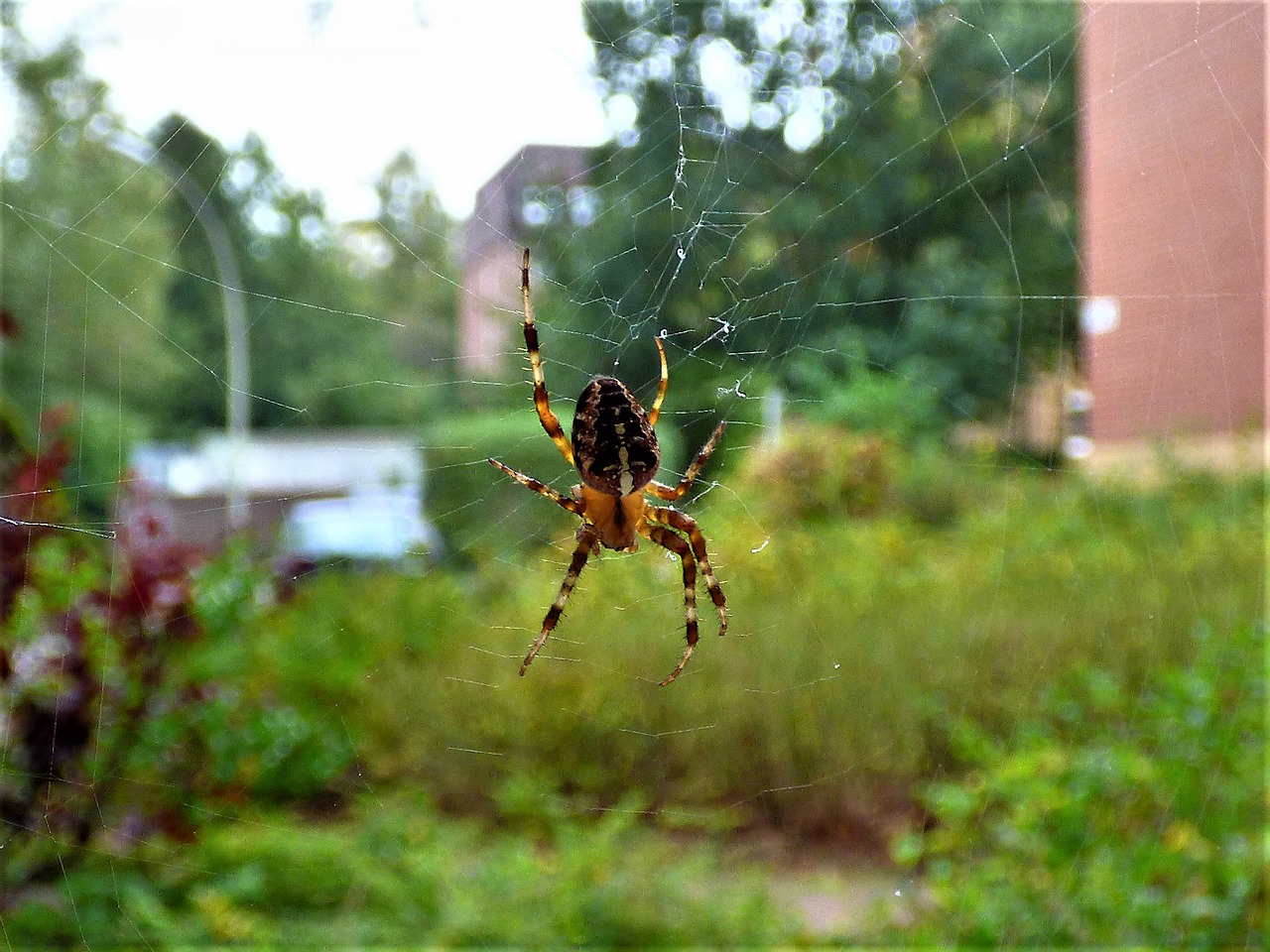 Image - spider network close cobweb