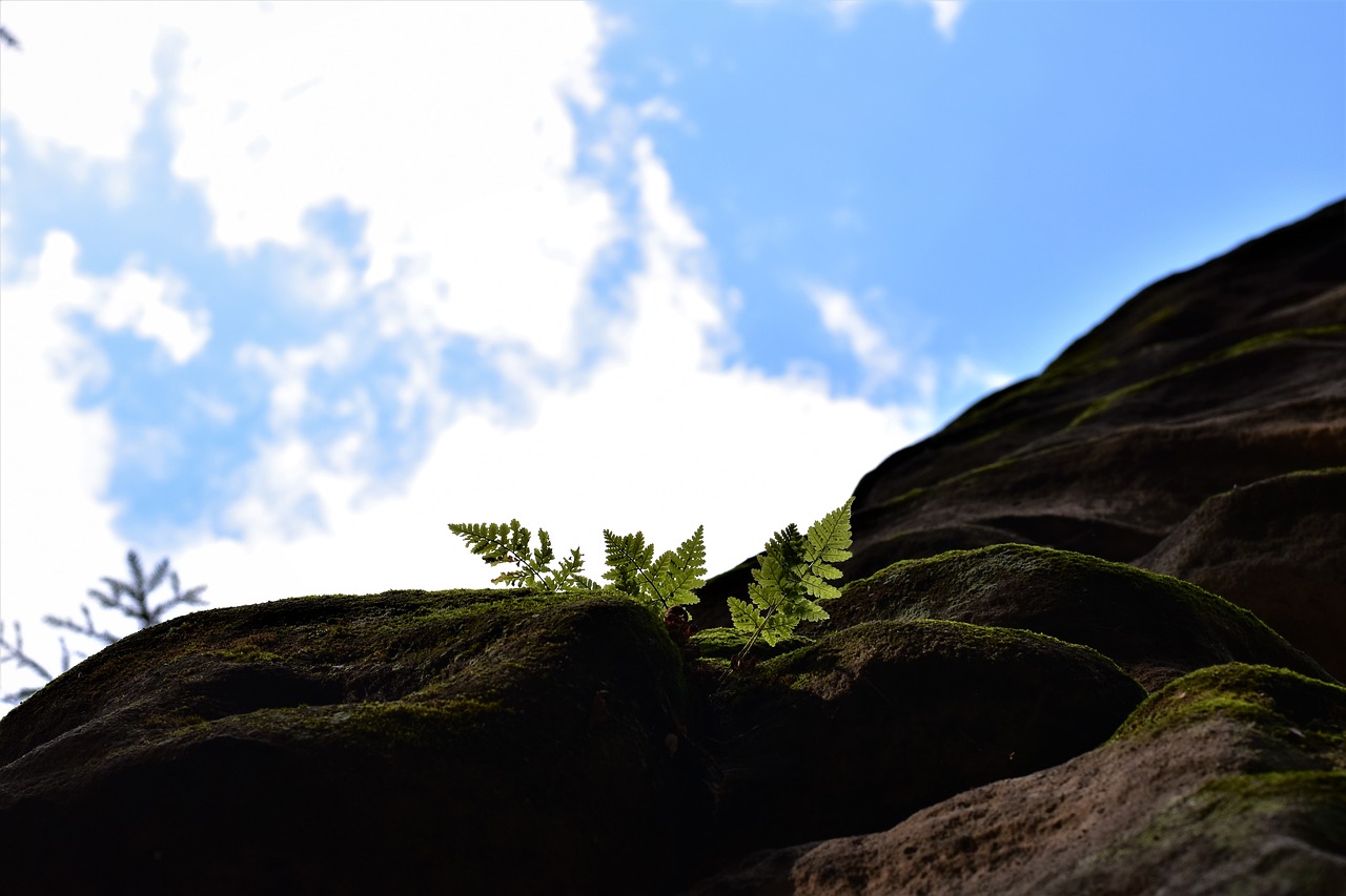 Image - the prachovské rocks bracken sun