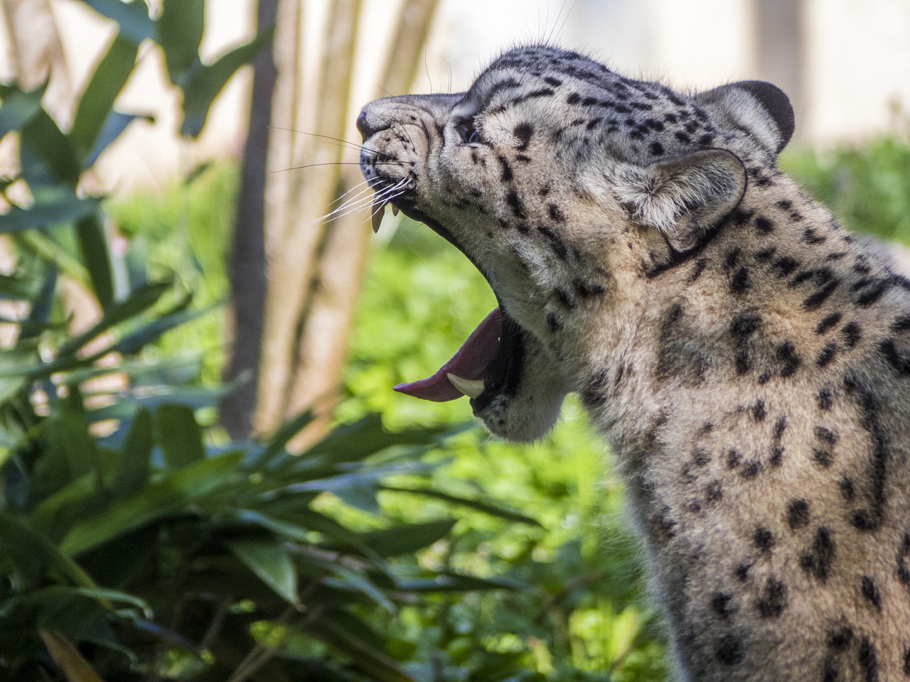 Image - panther zoo feline snow leopard
