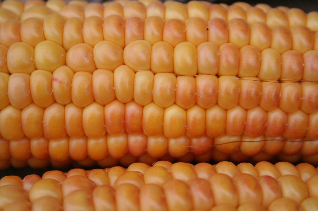 Image - corn on the cob corn gold orange