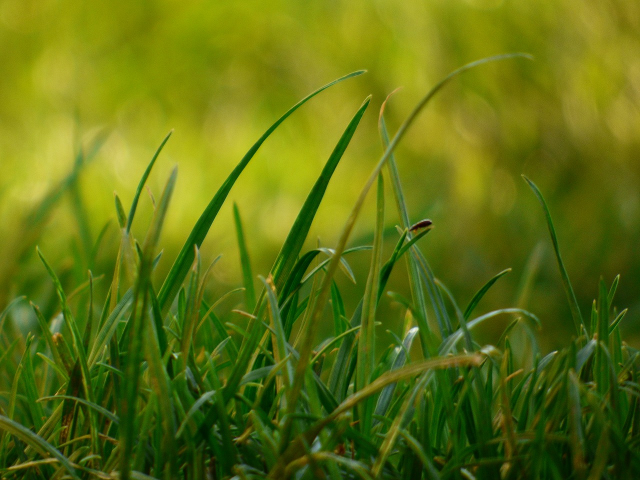 Image - grass blade garden autumn green