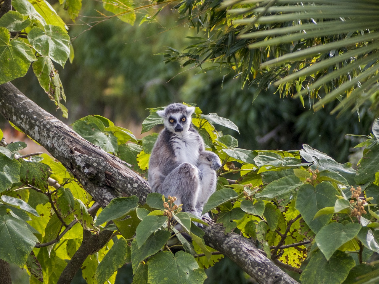 Image - zoo maki catta lemur look