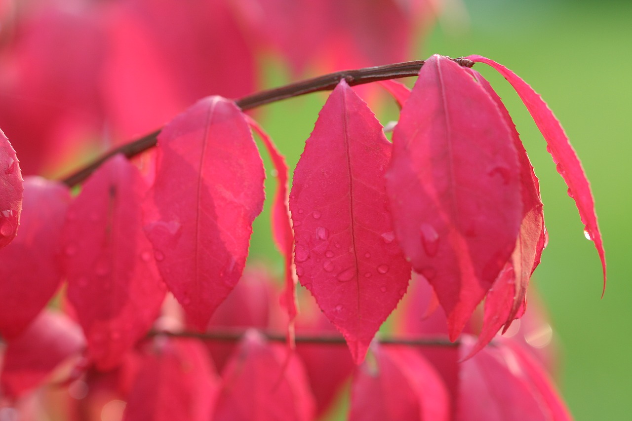 Image - charcoal winged dwarf red leaf fall