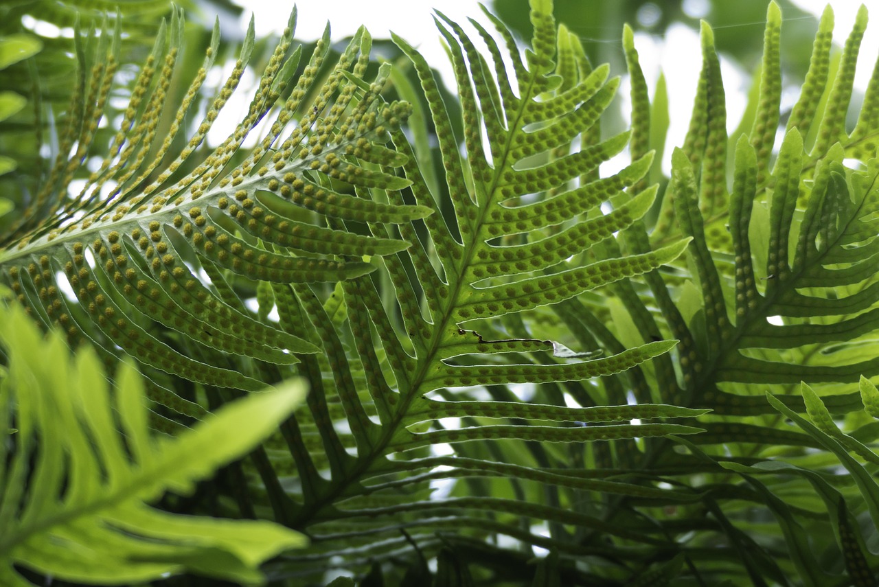 Image - ferns leaves green undergrowth