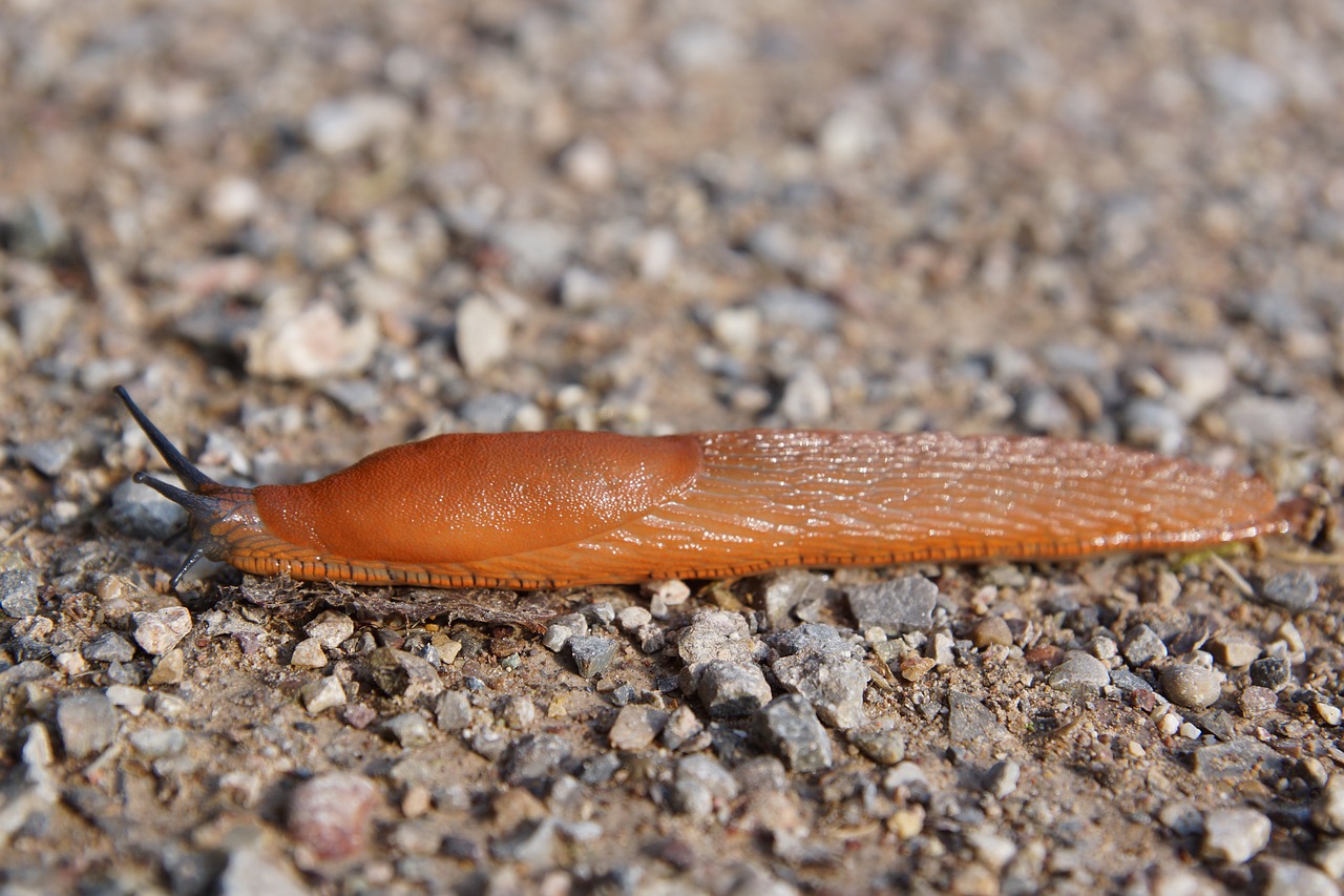 Image - slug snail animal forest