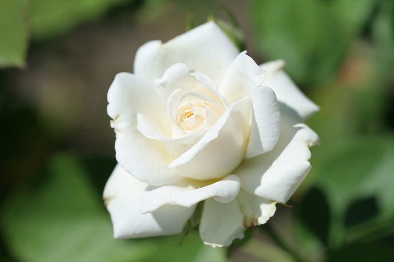 Image - shrub rose rosa  paloma blanca white