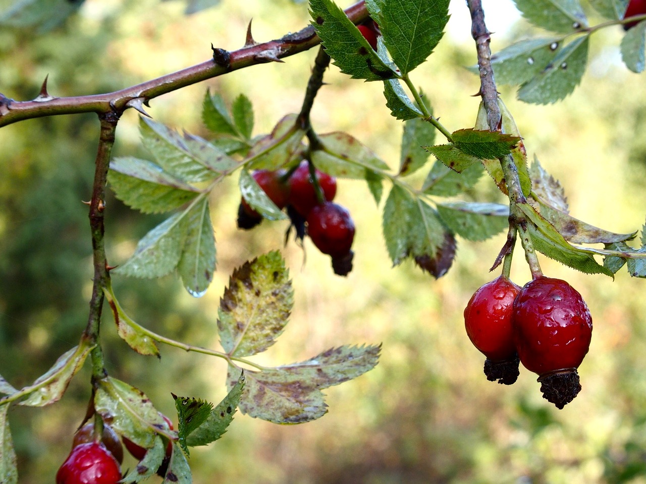 Image - rose hip autumn nature thorn red