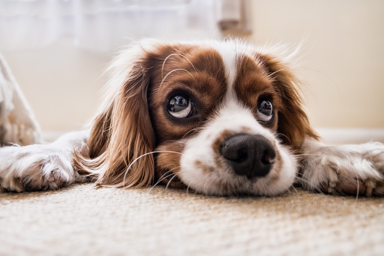 Image - dog sad waiting floor sad dog pet