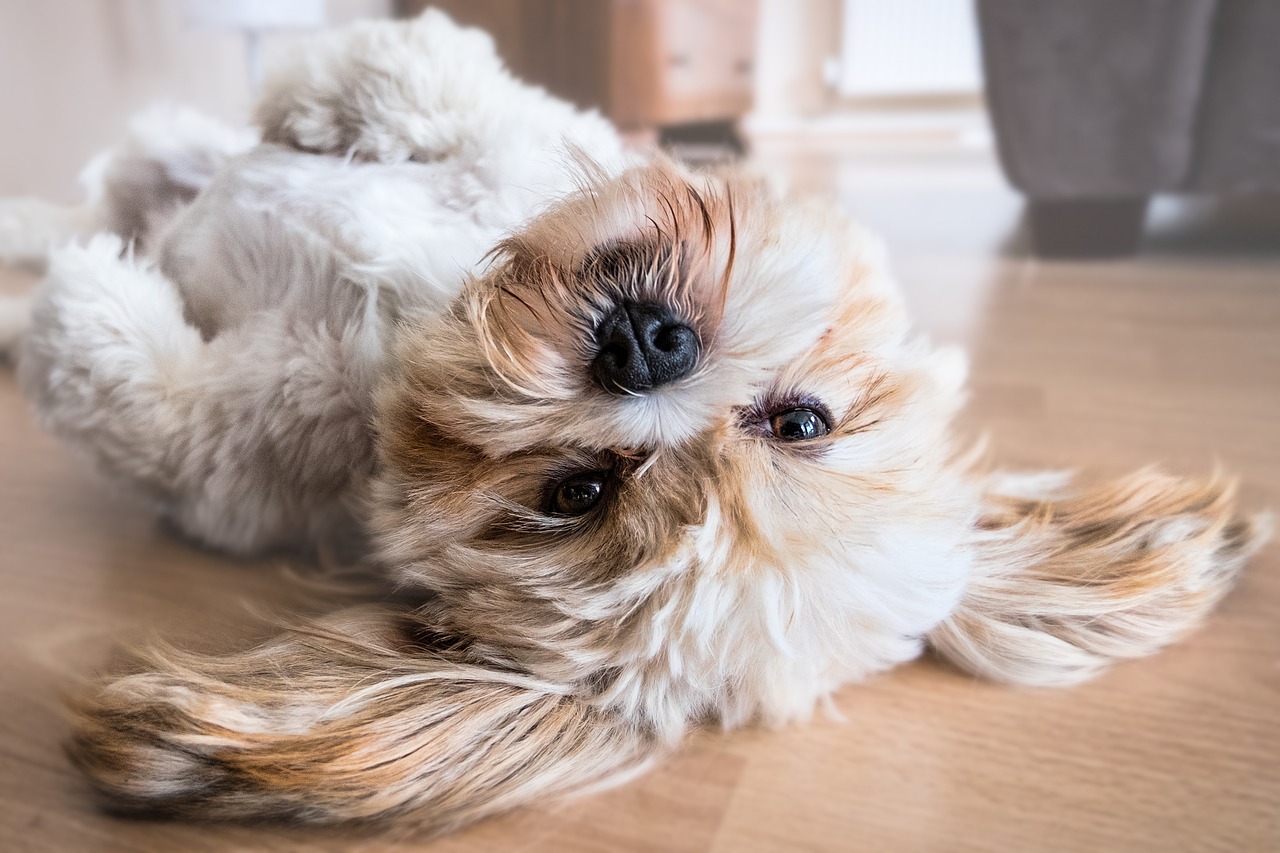 Image - dog lhasa apso canine animal pet