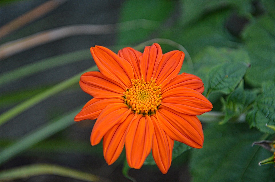 Image - flower orange floral orange blossom