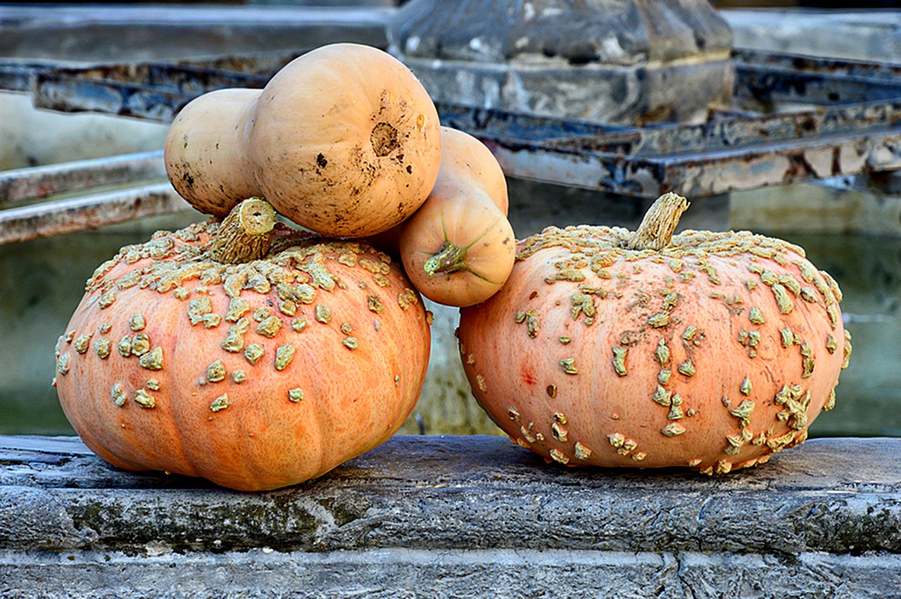 Image - squash pumpkin vegetable one