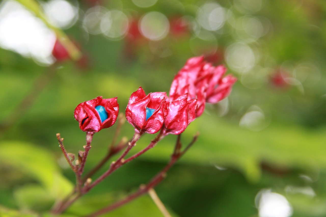 Image - flowers red turquoise green plant