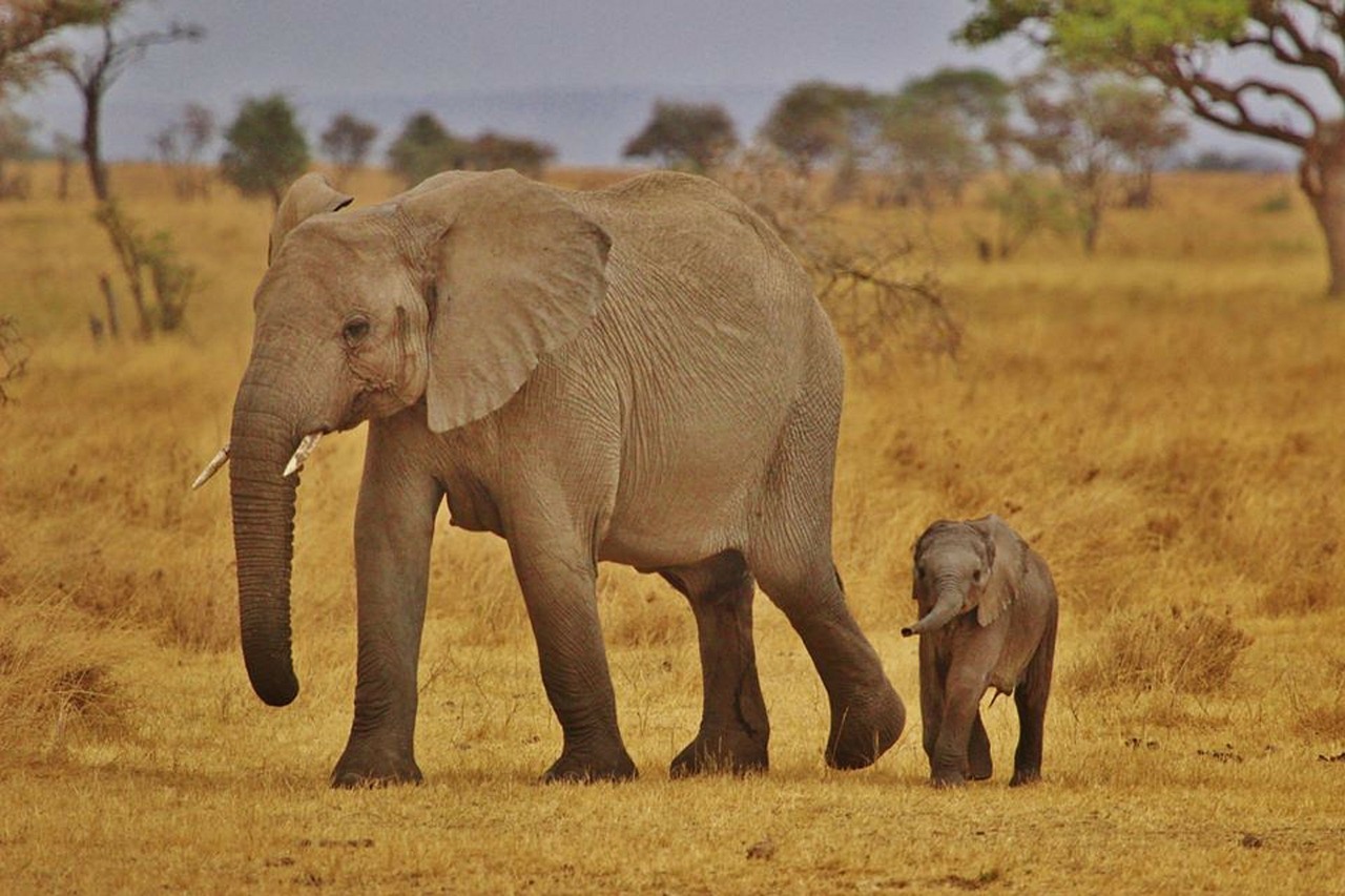 Image - elephant babies elephant family