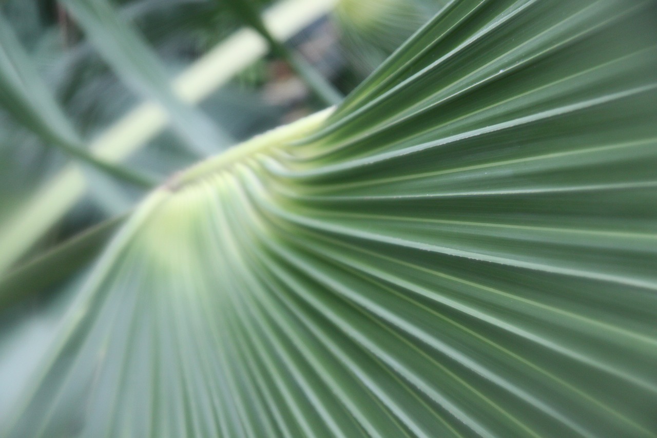 Image - green plant palm leaf vignette