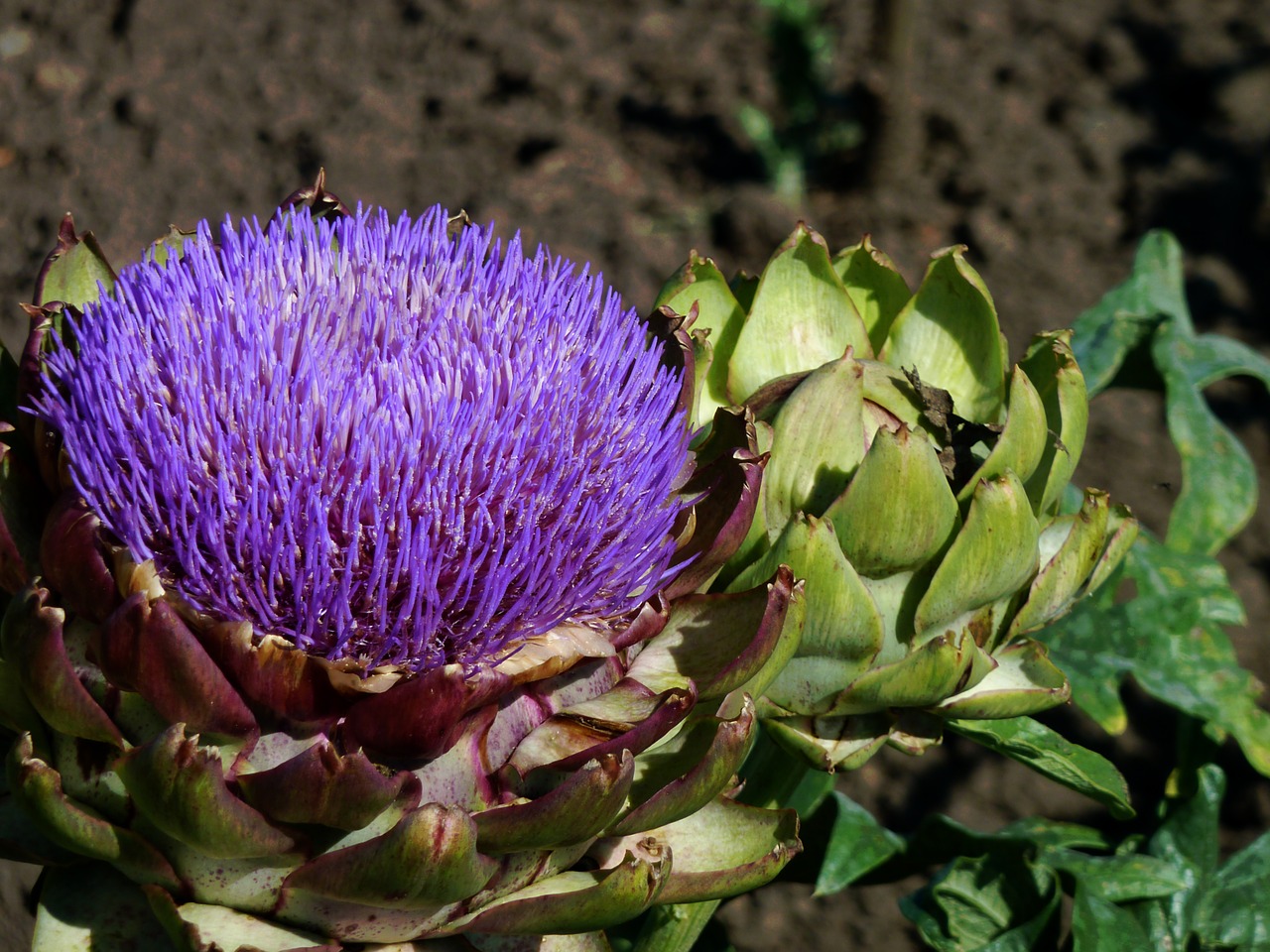 Image - blossom bloom artichoke flower