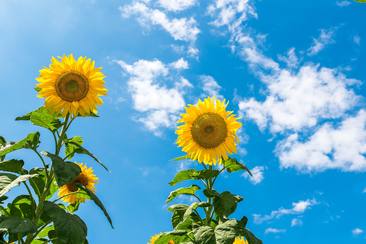 Image - sunflower sunny day sky blue sky