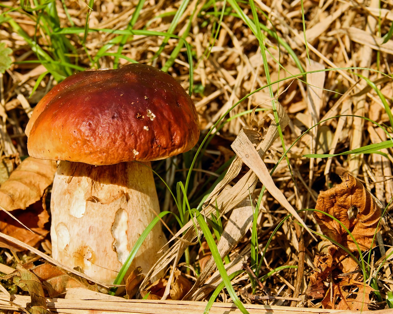 Image - cep mushroom dark brown cap