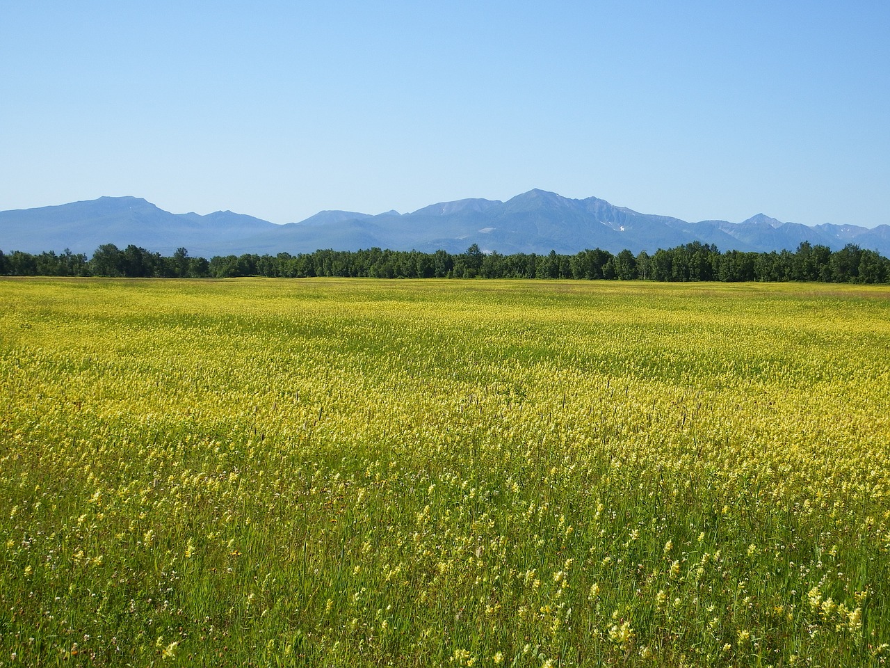 Image - field meadow glade flowers summer