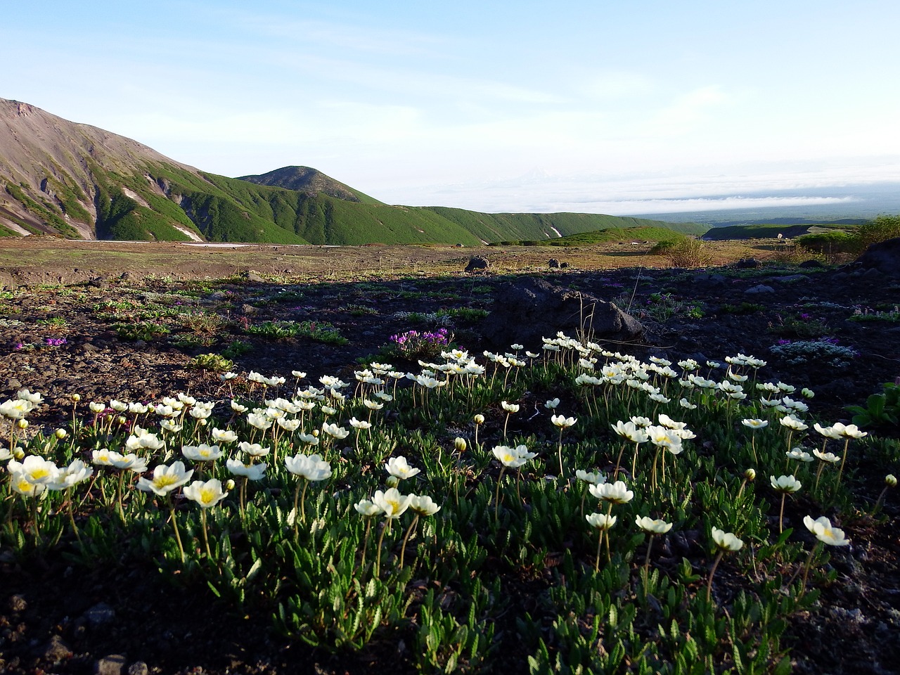 Image - volcano the foot flowers mountains