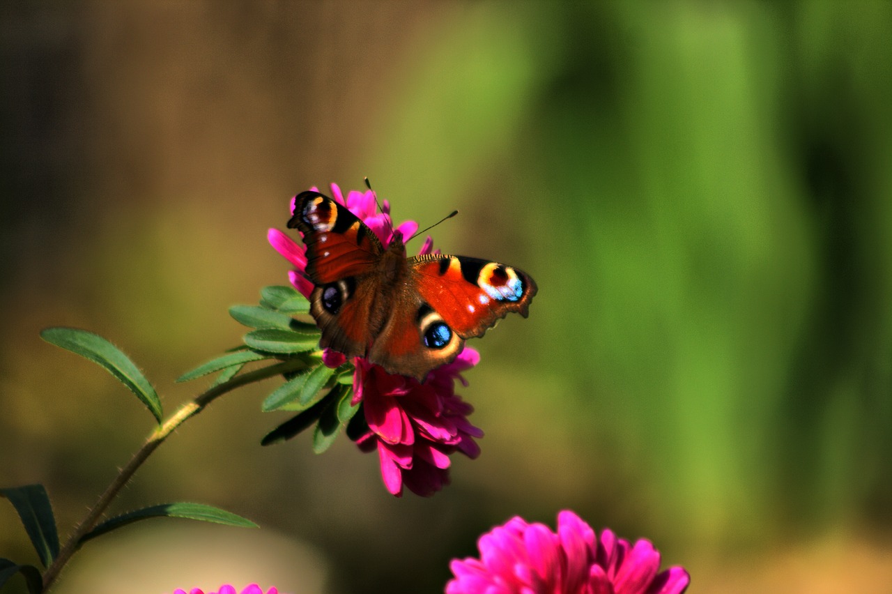 Image - butterfly butterflies łuskoskrzydłe