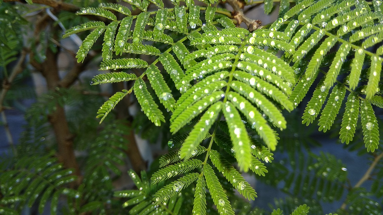 Image - prosopis rain green