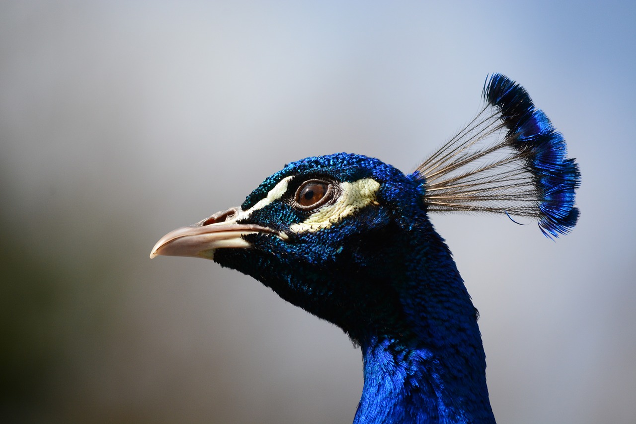 Image - peacock head closeup feathers