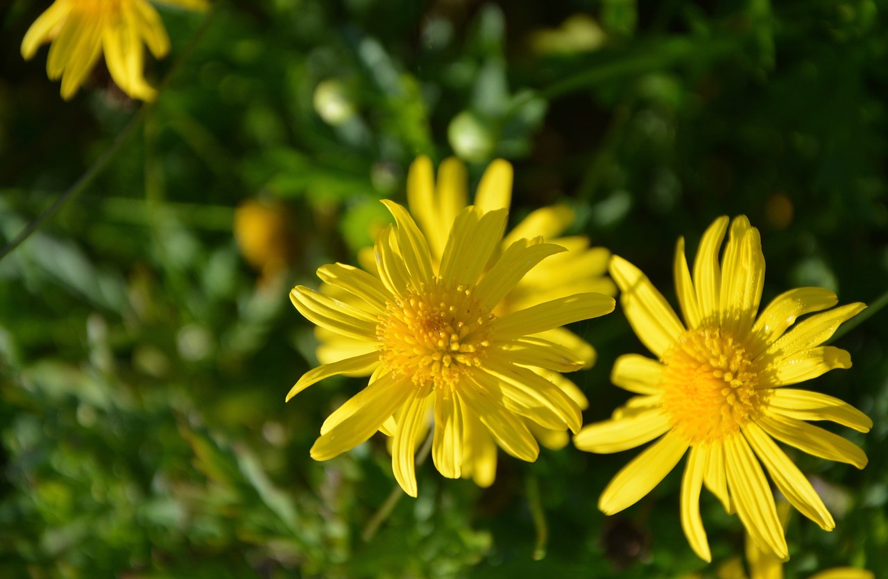 Image - yellow flowers buttons green leaves