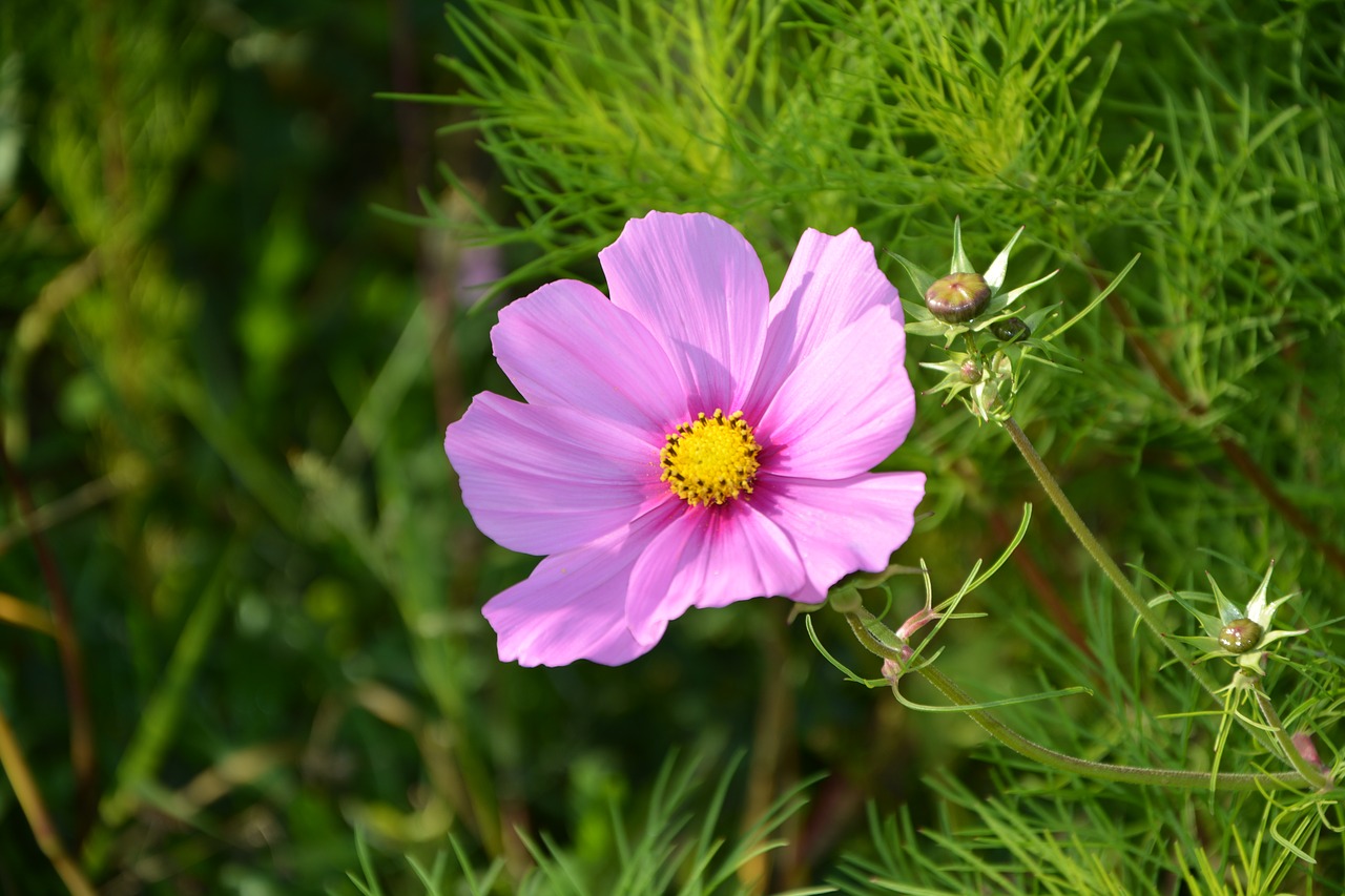 Image - purple flower green leaves garden