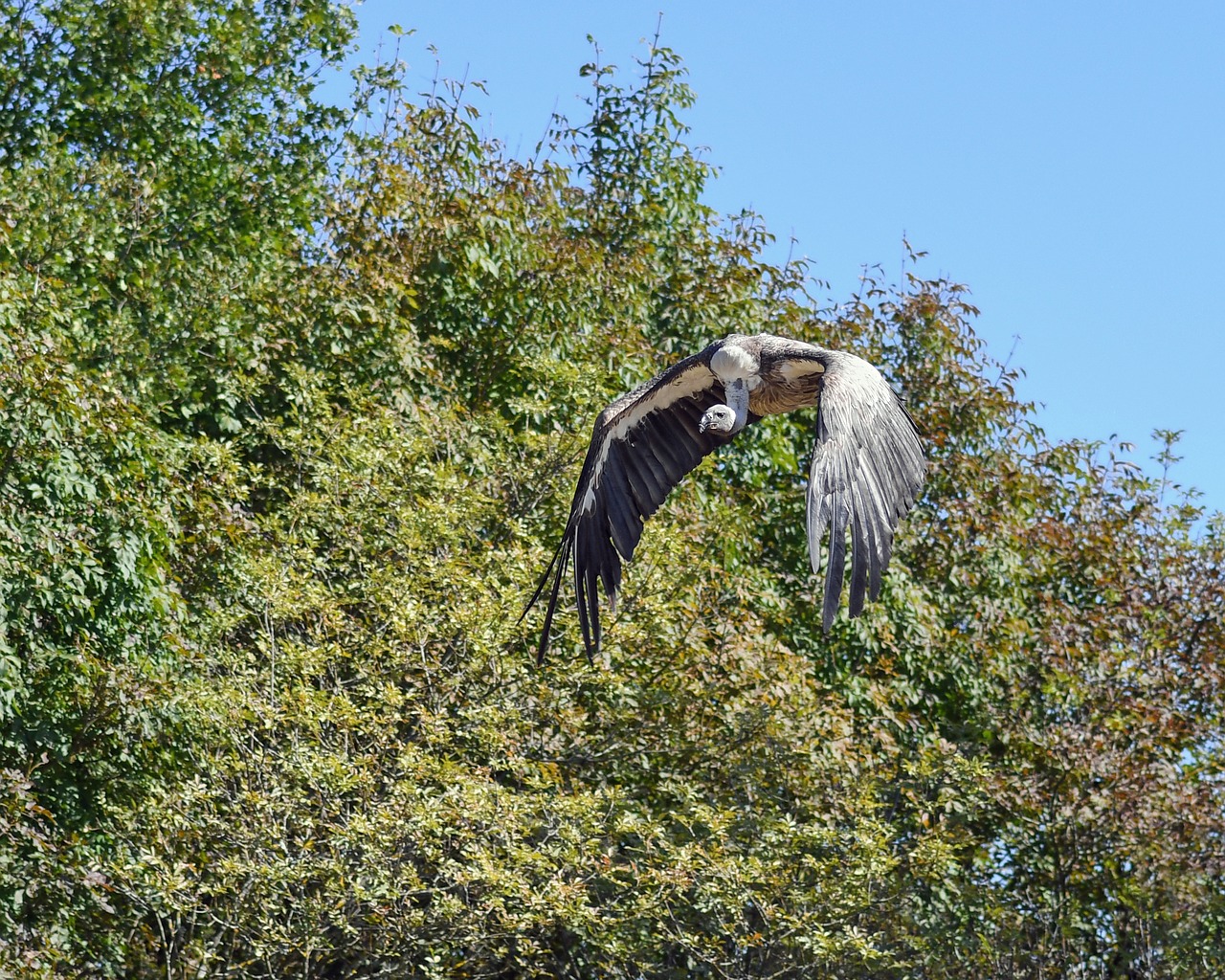 Image - vulture fly raptor bird scavenger