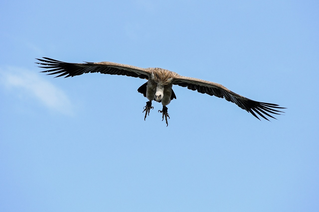 Image - vulture fly landing raptor bird