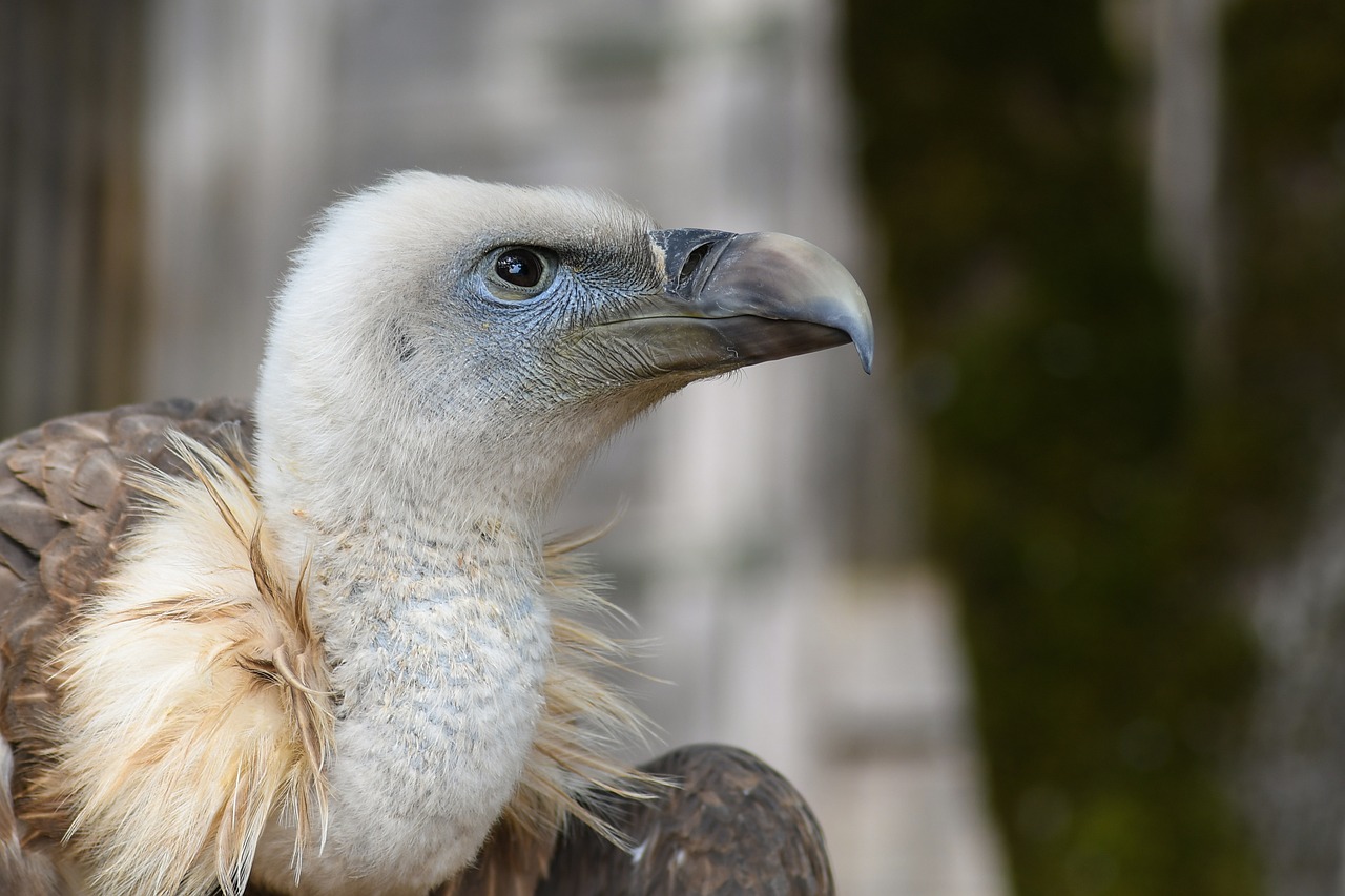 Image - vulture head close up raptor bird