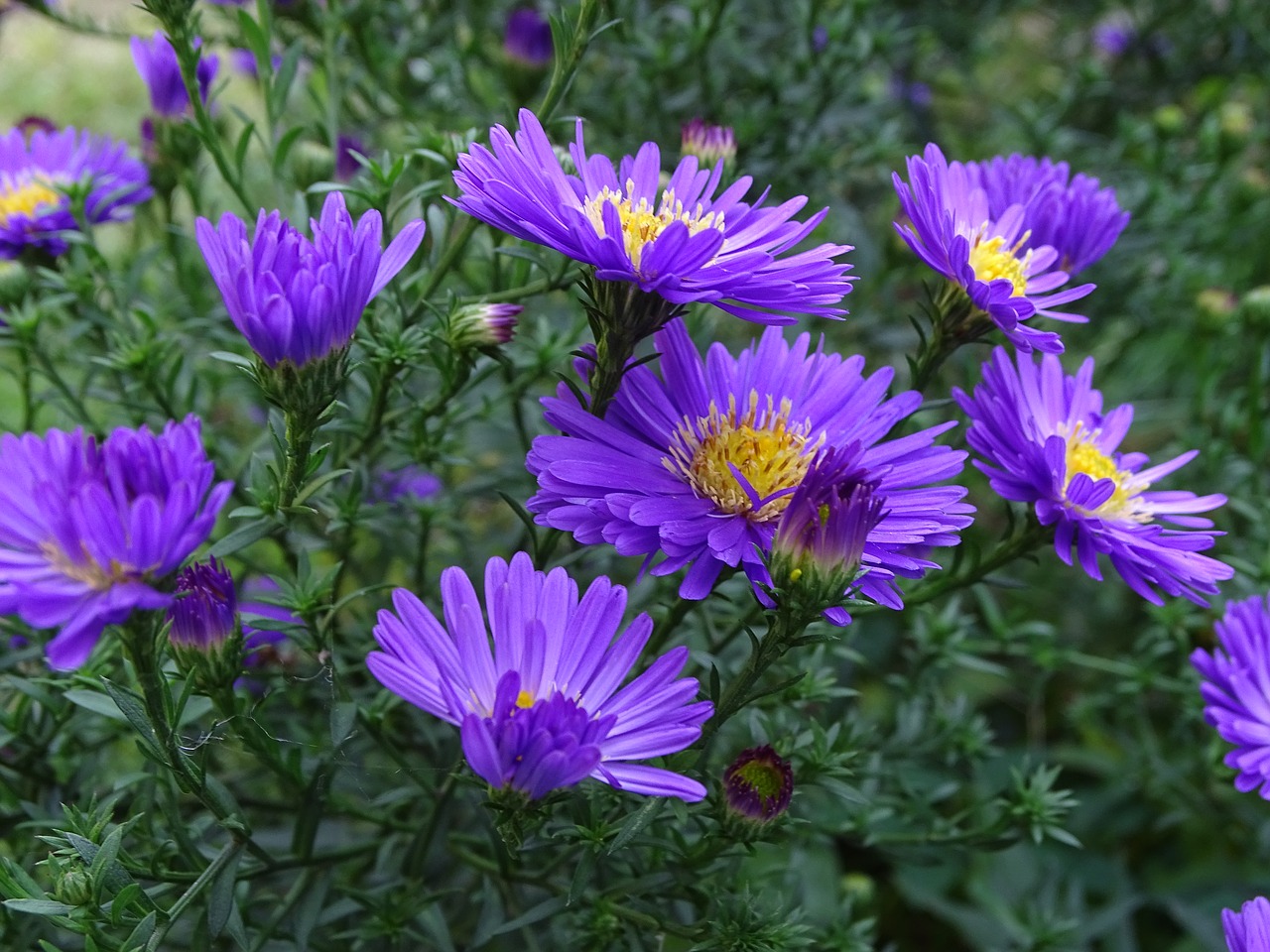 Image - aster herbstaster purple