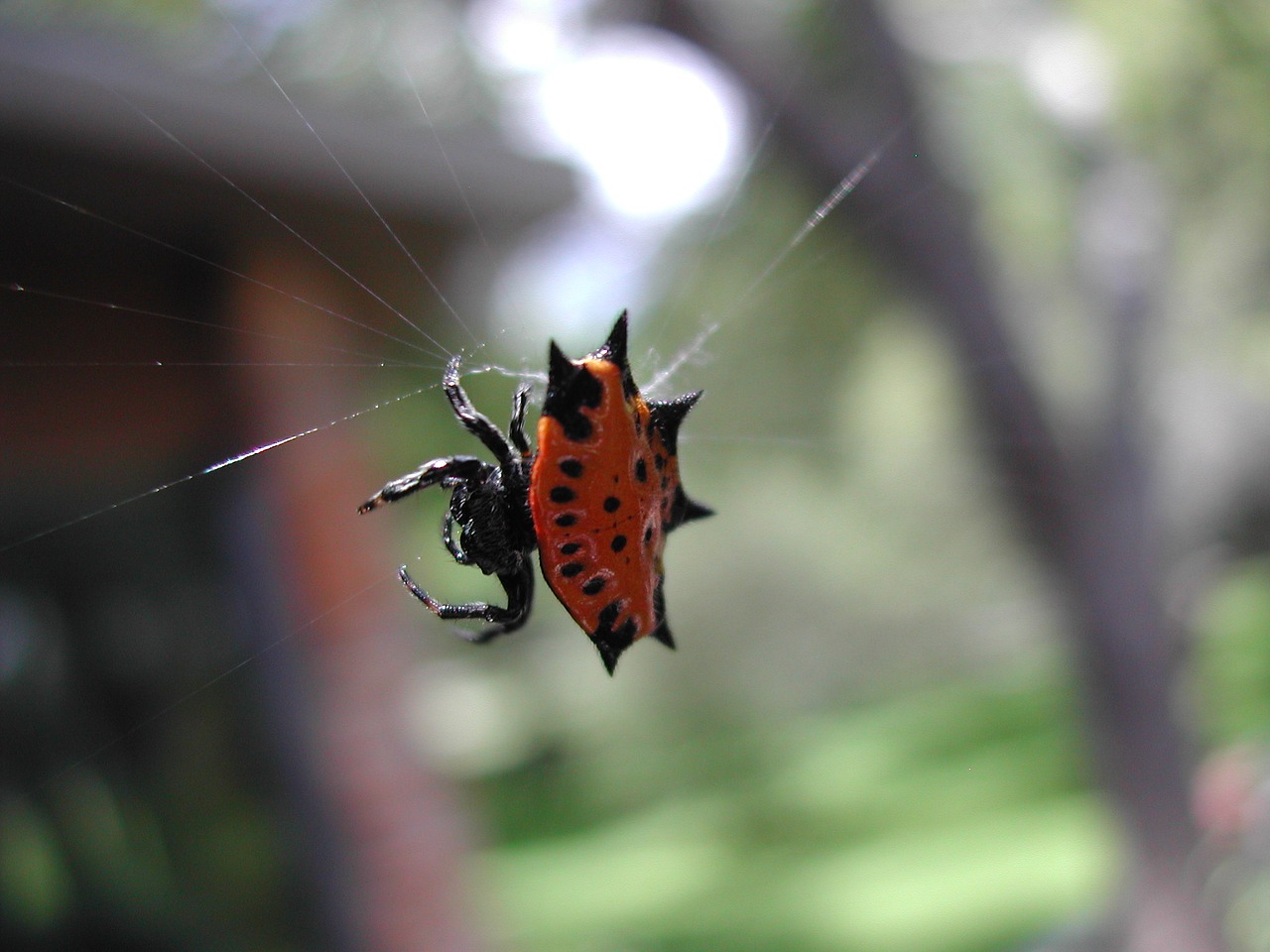 Image - spider red black nature web