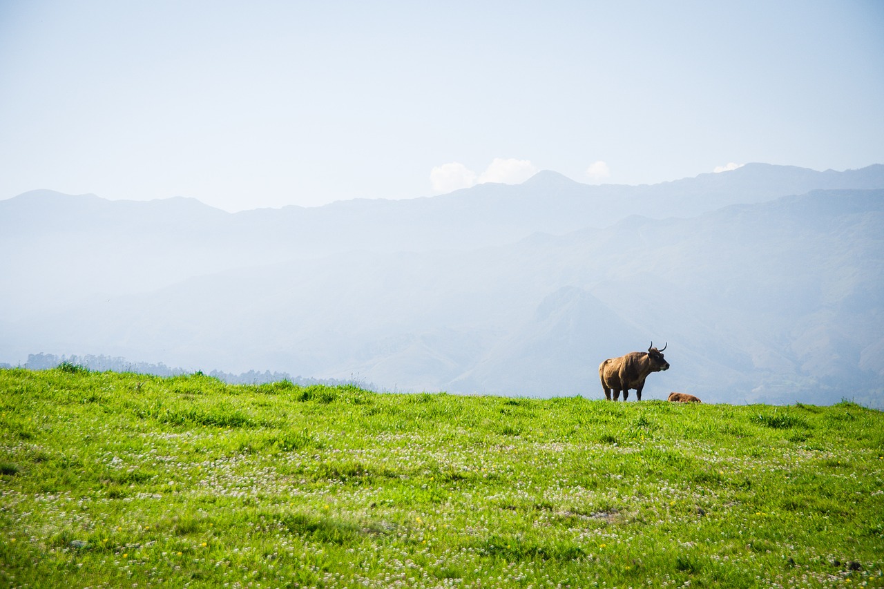 Image - spanish cow bull llanes