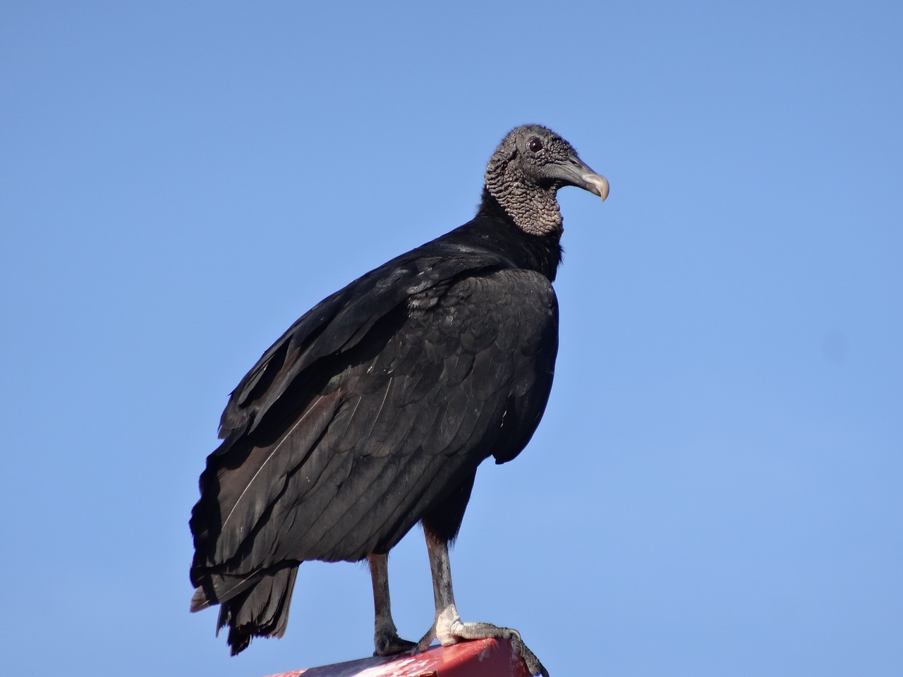 Image - bird black wildlife avian sky