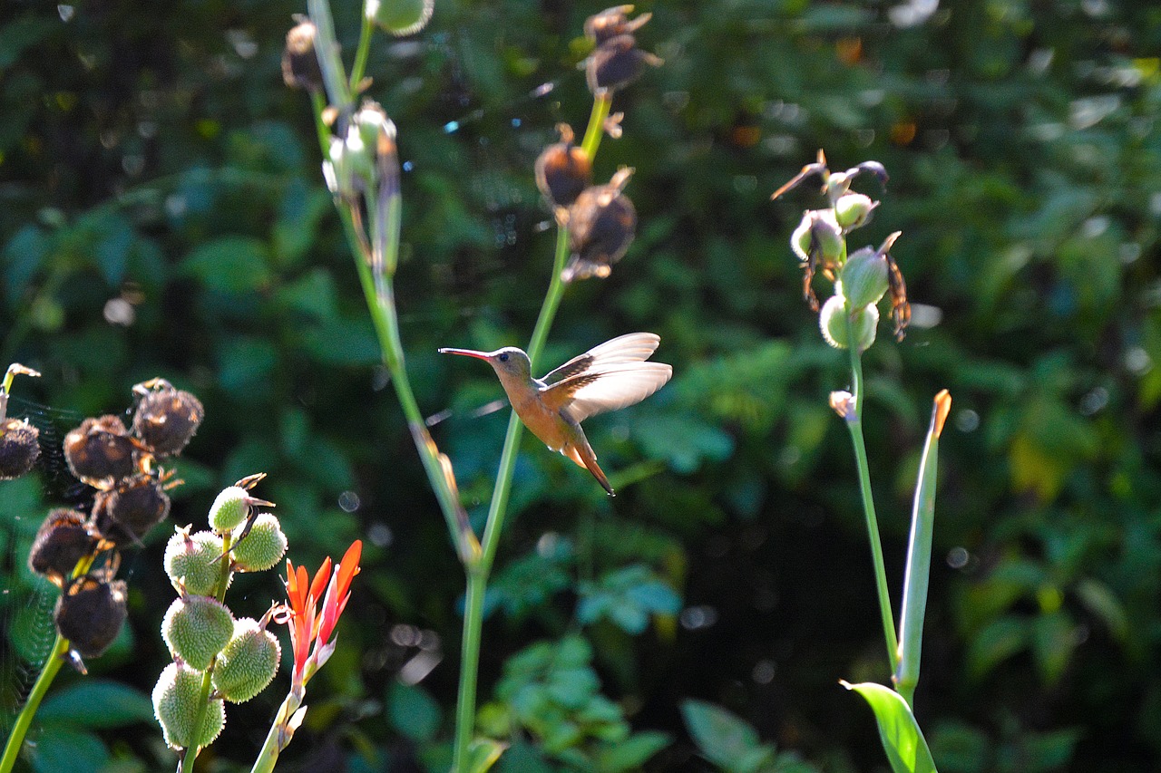 Image - hummingbird honduras birds bird