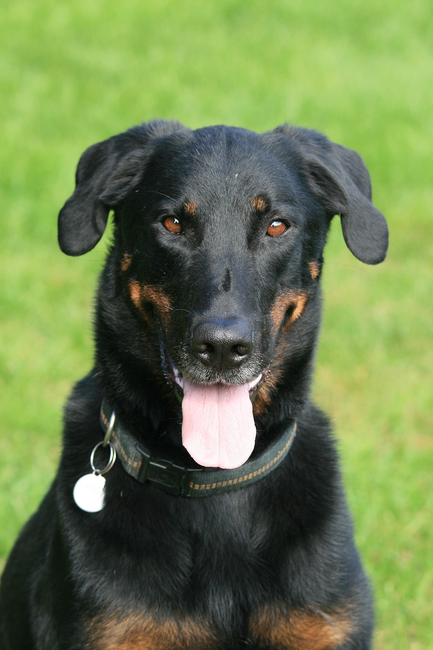 Image - beauceron dog animals